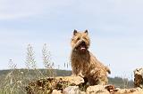 CAIRN TERRIER 141
